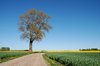 Old tree
