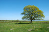 Solitary Tree