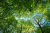 Wood Roof 2