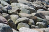 Rocks