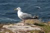 Gull