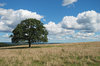 Open Landscape 1