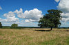 Open Landscape 2