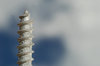 Galvanized Screw