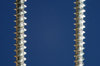 Screw Threads