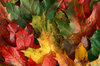 Autumn Colours