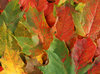 ColourFall