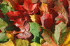Maple Autumn