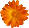 Orange Flower