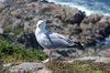 Seagull 2