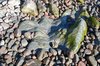 Smooth Rocks 1
