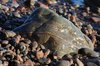Smooth Rocks 3