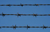 Barb Wires