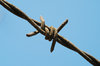 Barb Wire Closeup