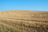 Harvested Field 1