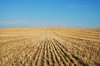 Harvested Field 2