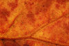 Dried Leaf Texture