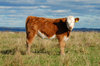 Calf
