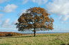 Solitary Tree October