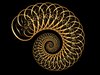 Spiral shell 5