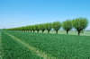 Willow Lineup 2
