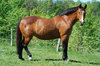 Horse 1
