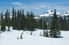 Spring Snow