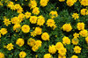 Tagetes