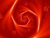 The Rose