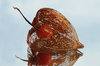 Withered Capsule 1