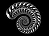 Spiral shell 1