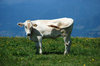 Calf