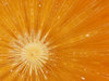 Orange Warp 3