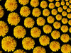 Flower Warps 2