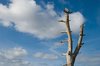 Dead Tree