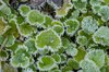 Frosty Leaves 1