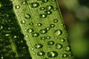 Droplets and Bug