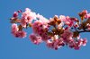 Cherry Blossom