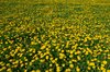 Dandelion World