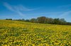 Dandelion Field