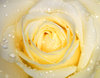 rose YR