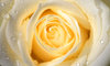 rose YR