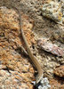 small lizard