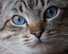 Cat series 1