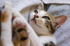 Cat series 12