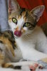Cat series 5