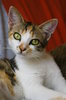 Cat series 7