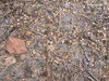 Forest bedding texture