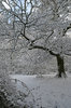 Snow laden