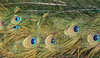 Peacock tail